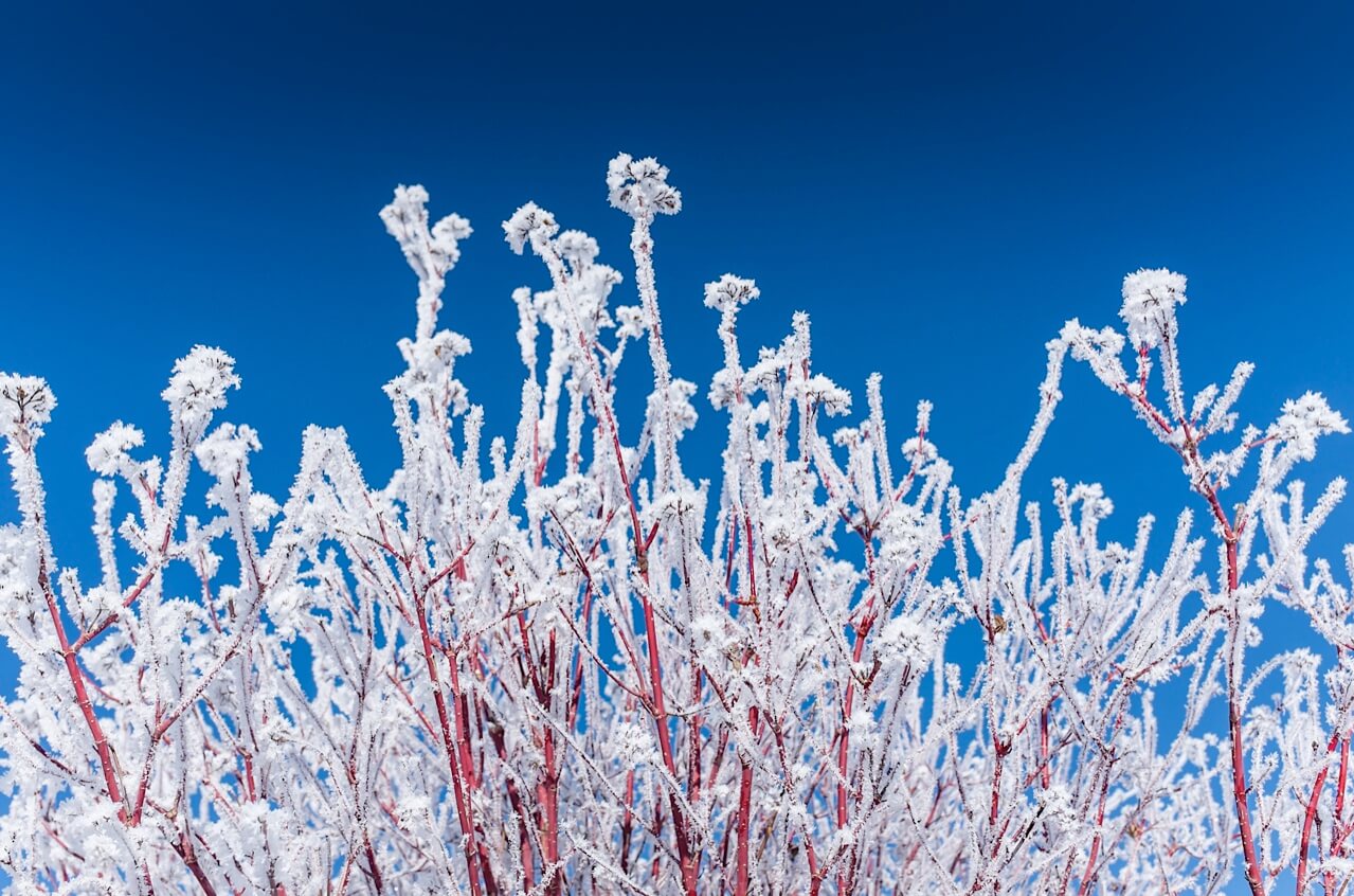 a frosty, red, white and blue morning in Grand Junction, Colorado