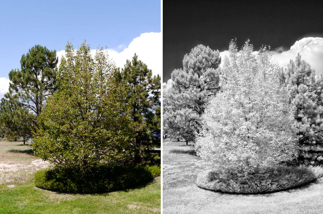 mirrorless infrared photography