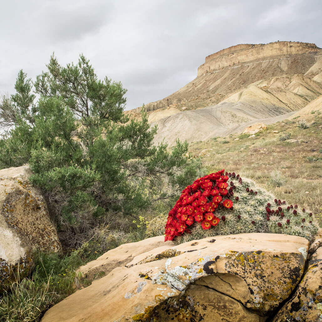 Red-Cactus