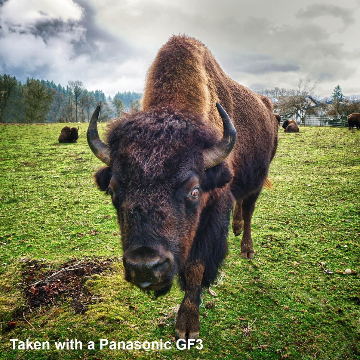 Buffalo in WA