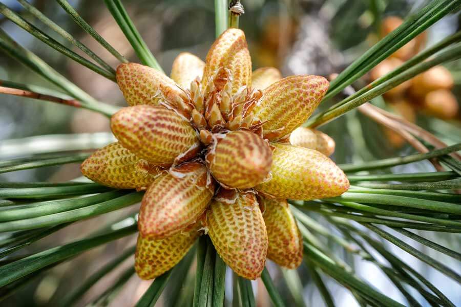 pinecone