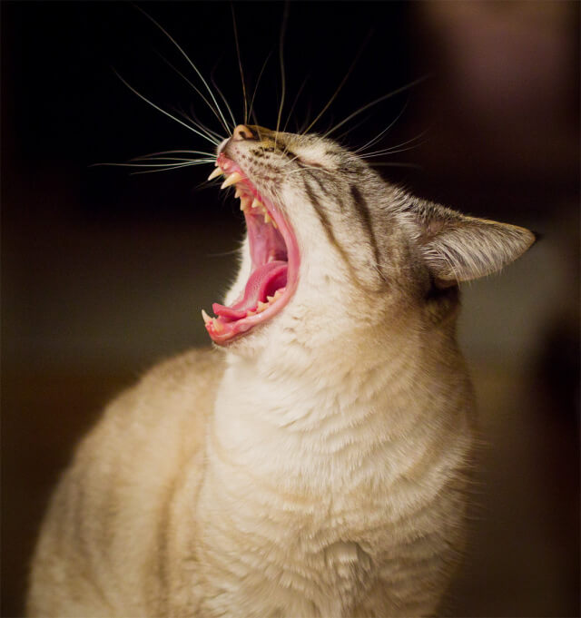simone-yawning