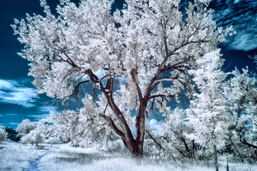 Adding Color to Infrared Images