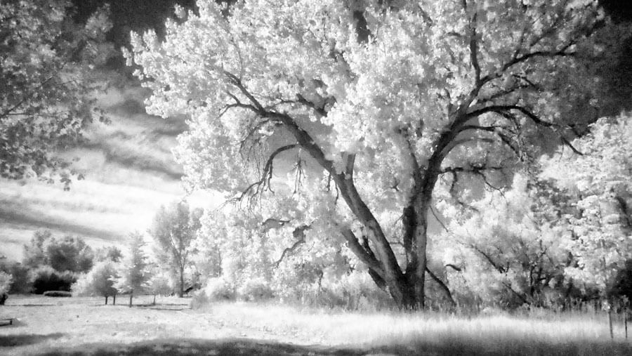 Shooting Infrared with the Lumix GX8