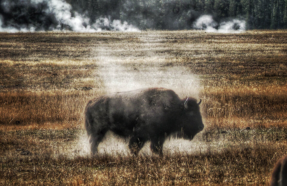 Dusty Buffalo