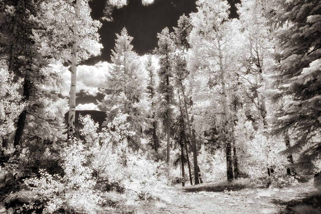 Wratten Filters for Infrared Photography