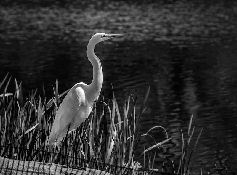 Photographing the Great Egret in B&W