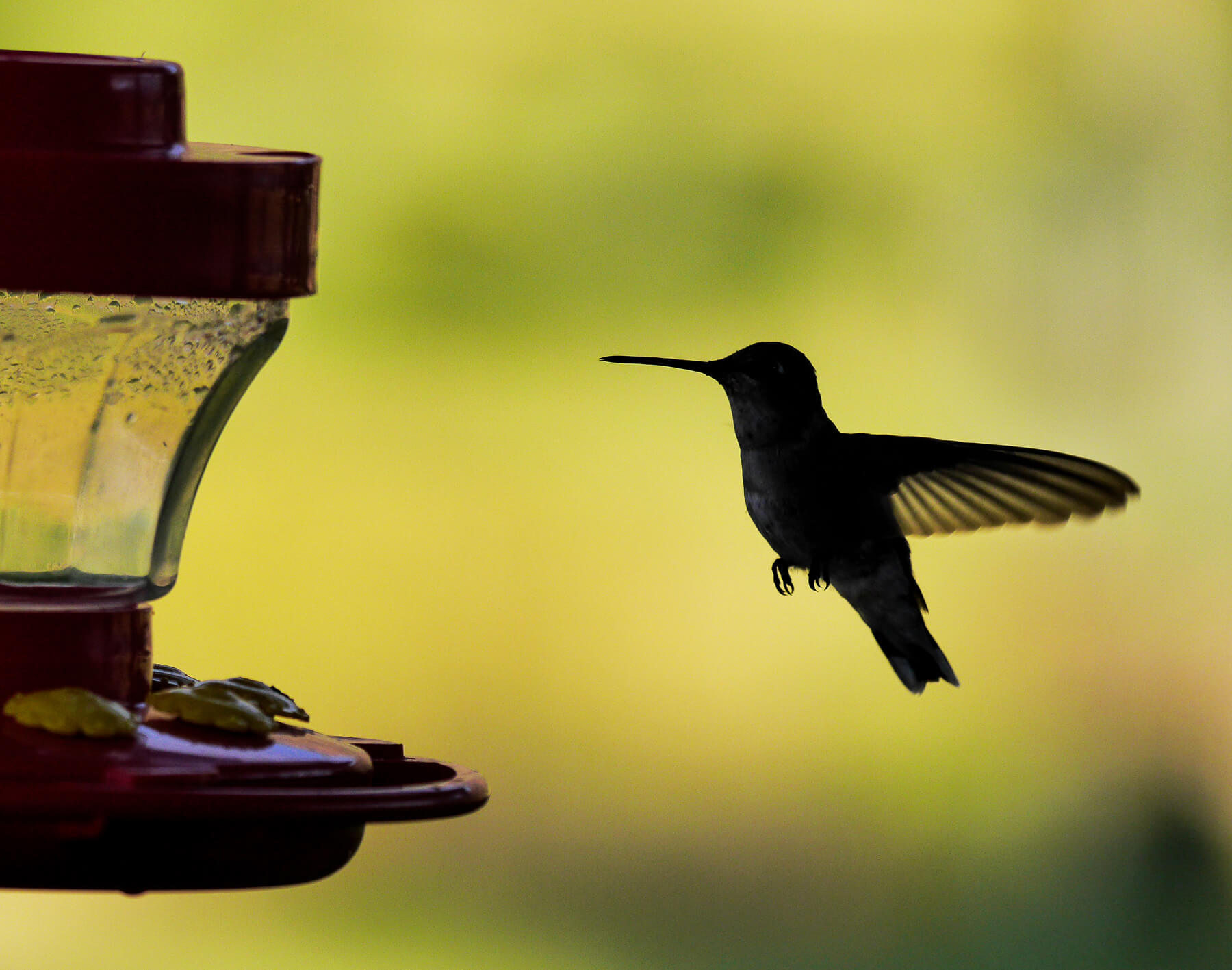 Shooting Hummingbirds with a Long Lens